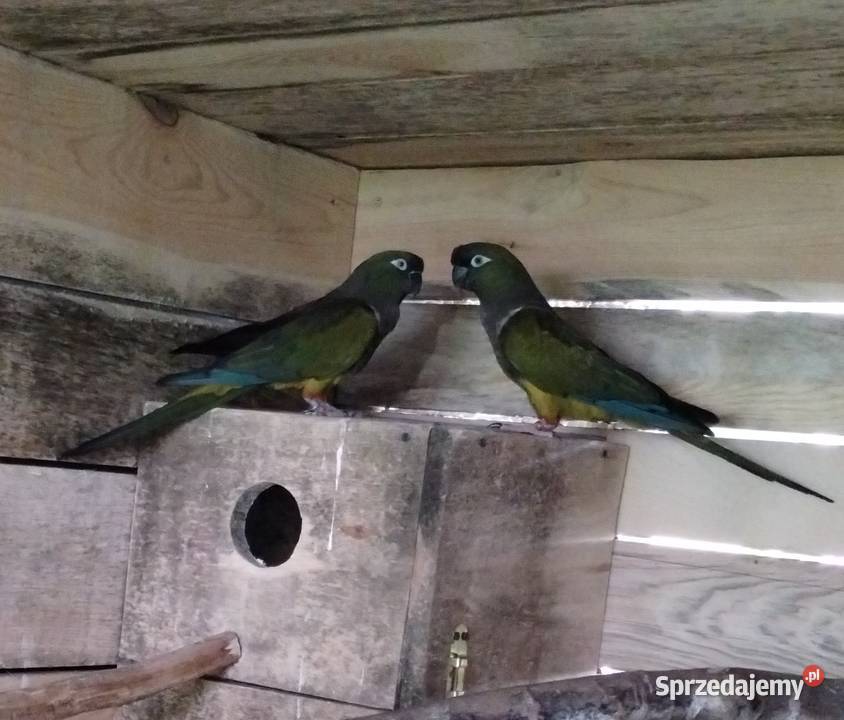 Konkurs patagońska patagonka sprawdzona para Pelplin