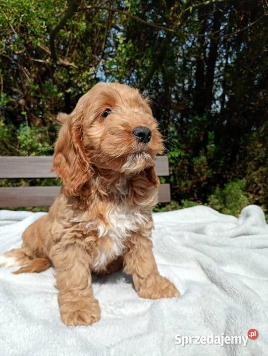 Cockapoo F1 suczki Pudel Cocker Spaniel Toruń