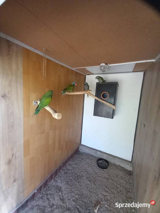 Sprzedam Aleksandrety Chińskie z woliery Ozimek