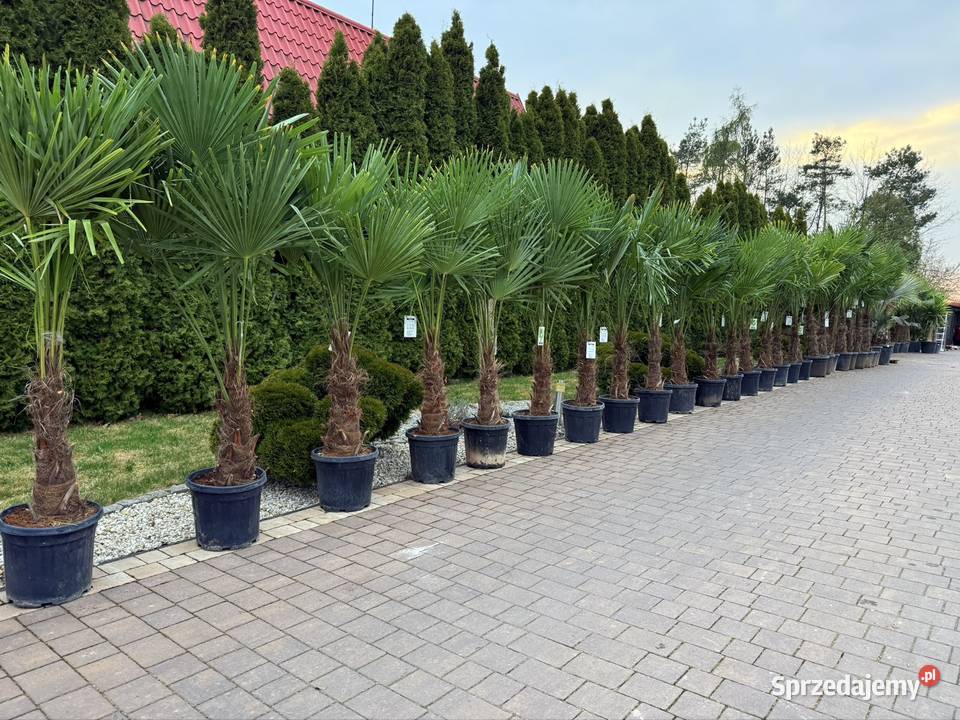 Palma mrozoodporna Trachycarpus fortunei do Pozostałe Częstochowa