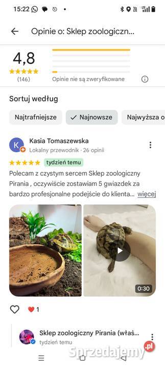 Żółw Grecki Lądowy Olsztyn bezpieczna wysyłka