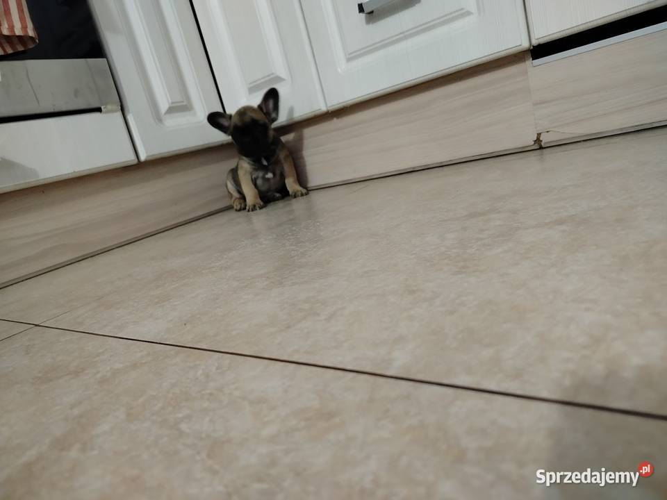 Buldog francuski