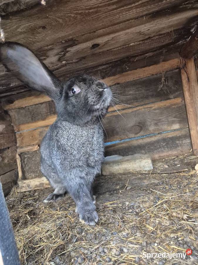 Sprzedam krolika olbrzyma belgijskiego Gryzonie Łubowo