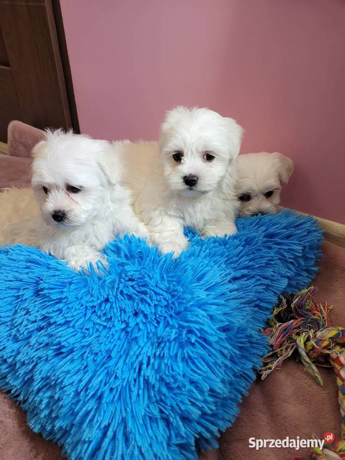 Maltańczyki pieski i suczki