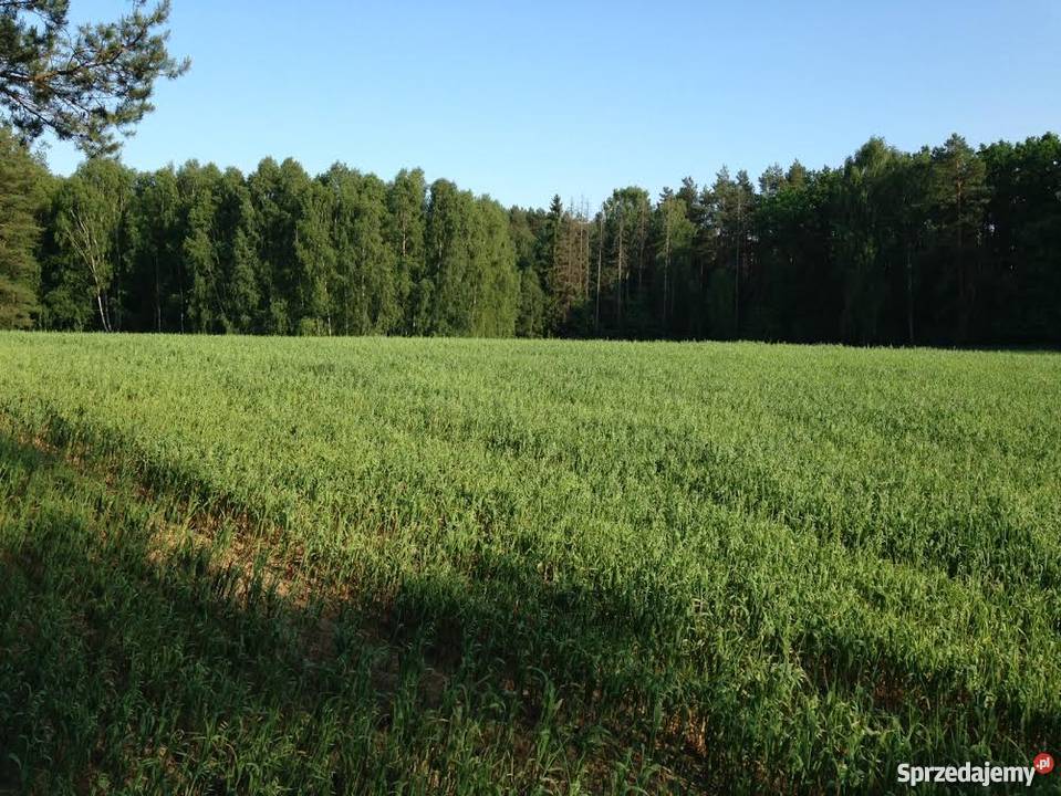 Sprzedam działkę budowlaną w lesie Bory Mszano