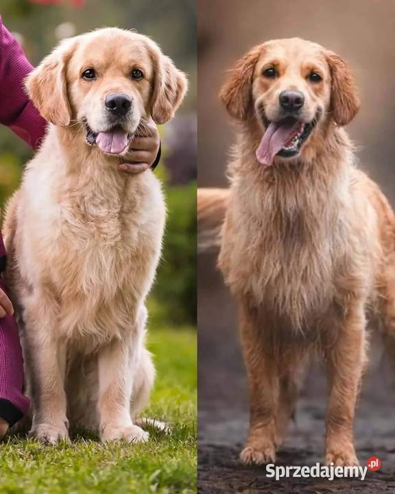 Golden Retriever Zapowiedz miotu Maj 2025 sprzedam