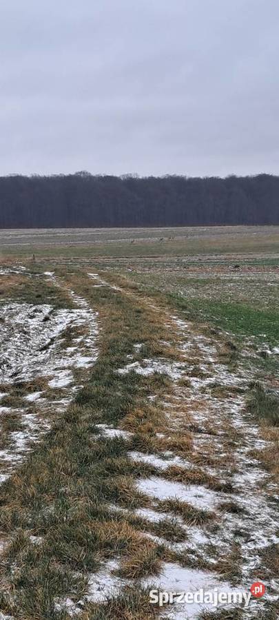 Działka leśna rolna