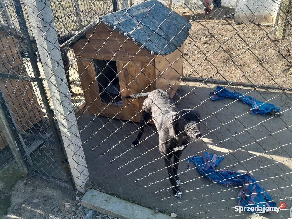 Pies chart Sadkowice