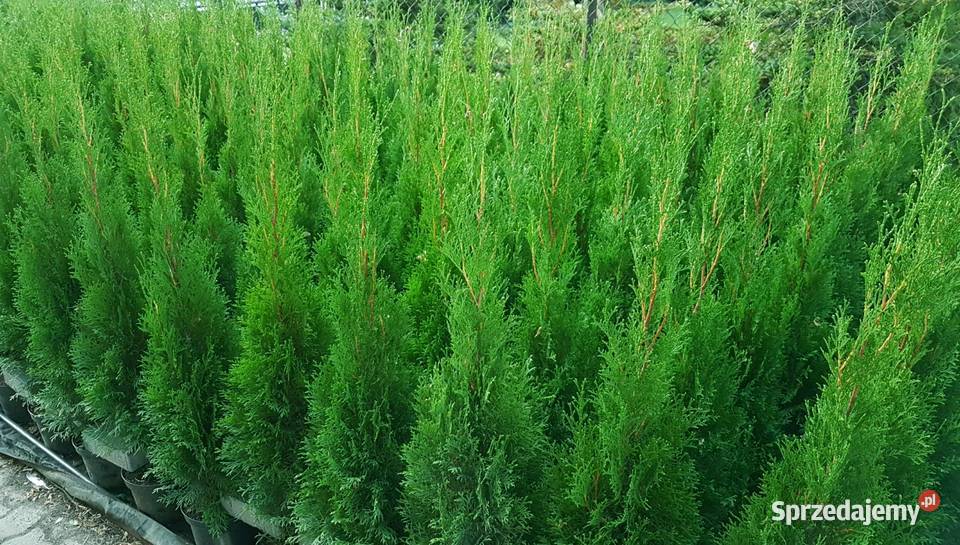 Tuja Szmaragd 120130 Donica Ukorzenione OKAZJA Ożarów Mazowiecki