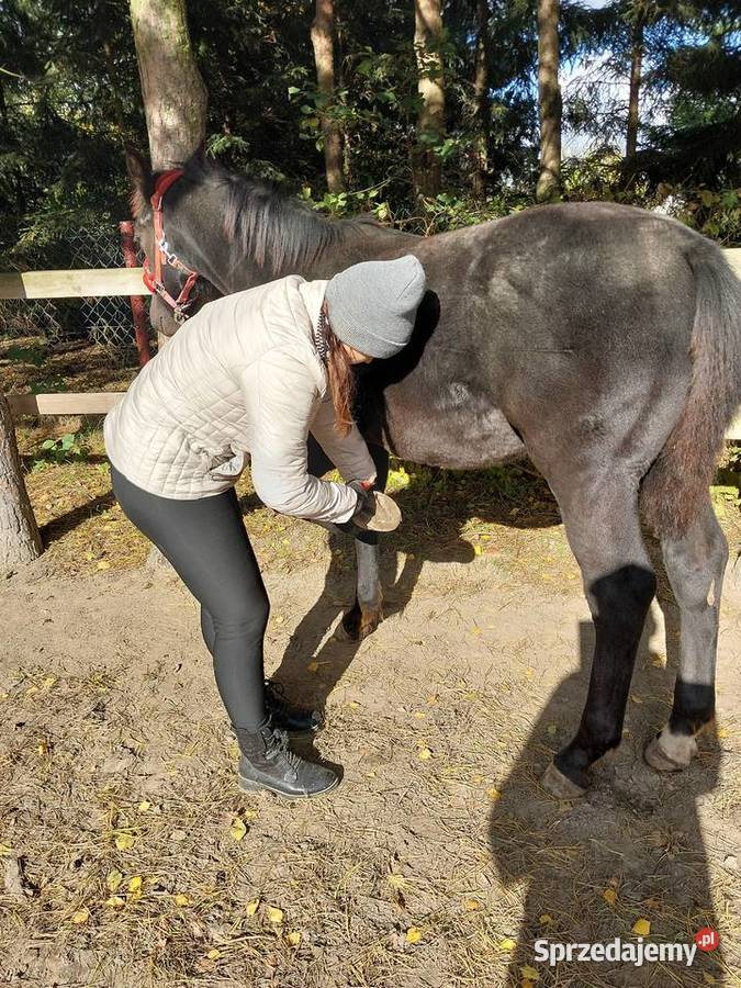 Ogierek śląski pełny papier Latino łódzkie Sulmierzyce