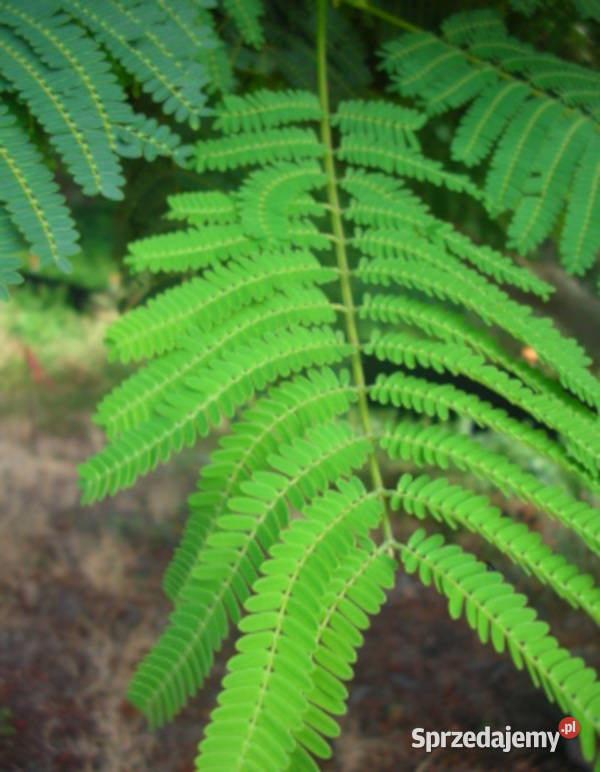 PŁOMIEŃ AFRYKI Delonix regia NASIONA 20 sztuk Lubanie