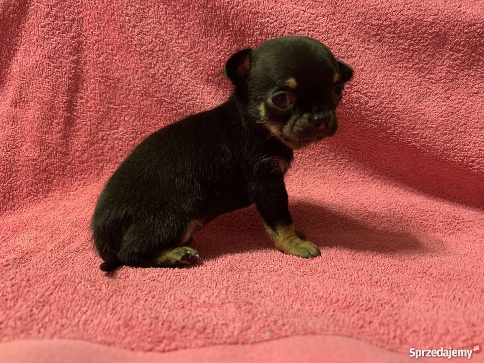 Super Mini CHIHUAHUA SUNIA z metryką waga Leoncin