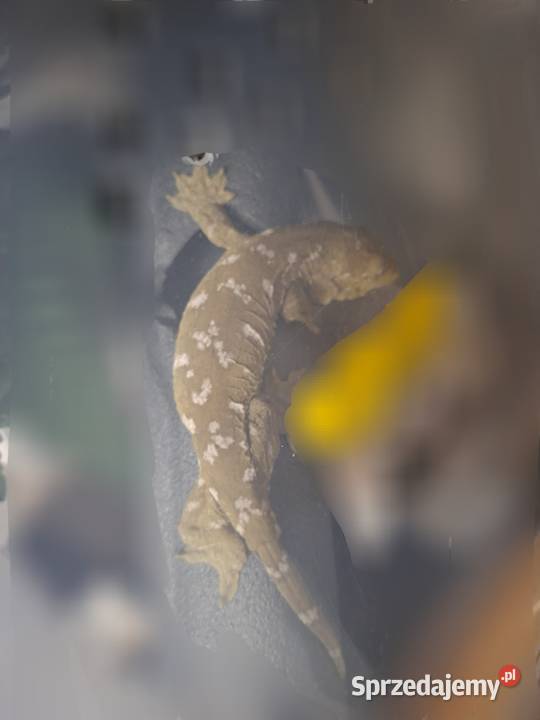 Gekon olbrzymi leachianus samice małopolskie Nowy Sącz