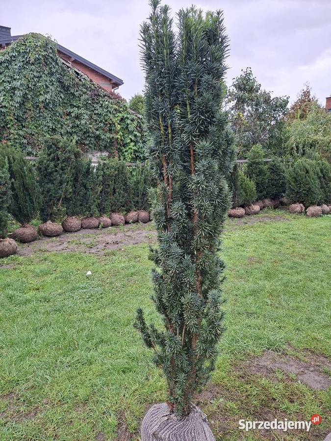 Cis Fastigiata Robusta Wąska Kolumna Do Donic Iglaste Mszczonów