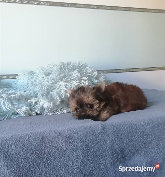 Chłopiec XXS yorkshire terrier Skawina