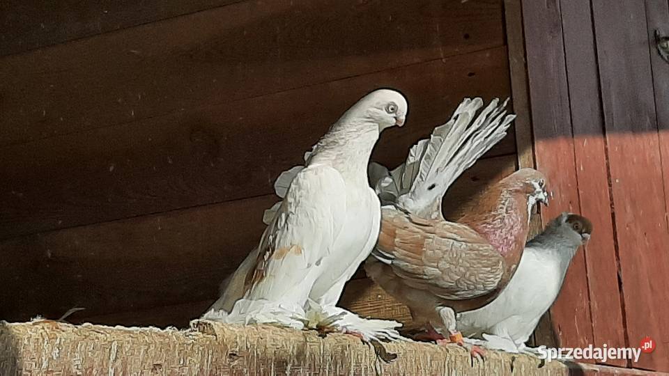 GOŁĘBIEBLAUWINDRY Ptaki Struża