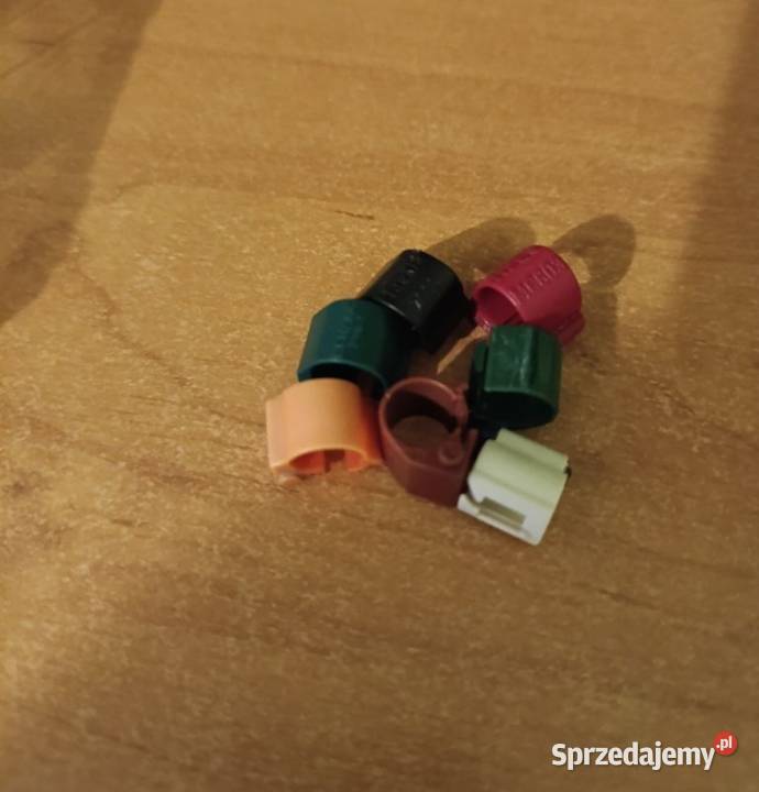 Mam czipy gołębiarskiec Łany