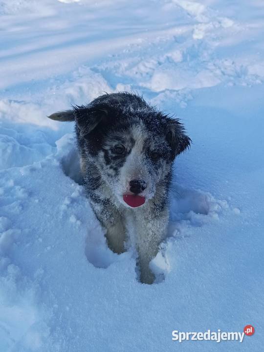 Border collie sable merle Pozostałe Hrubieszów sprzedam