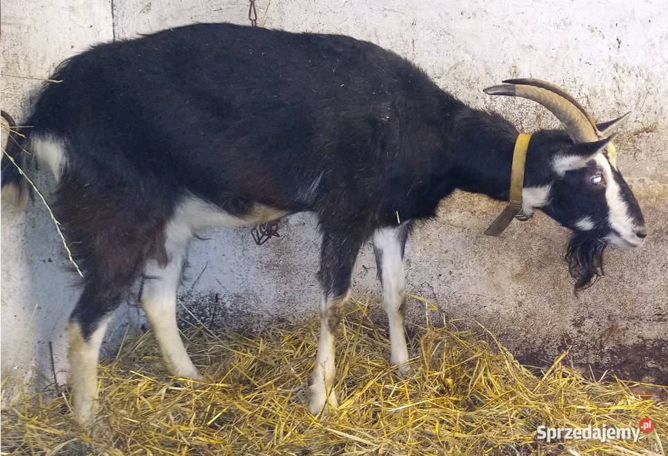 Koza młoda kotna Dębicze