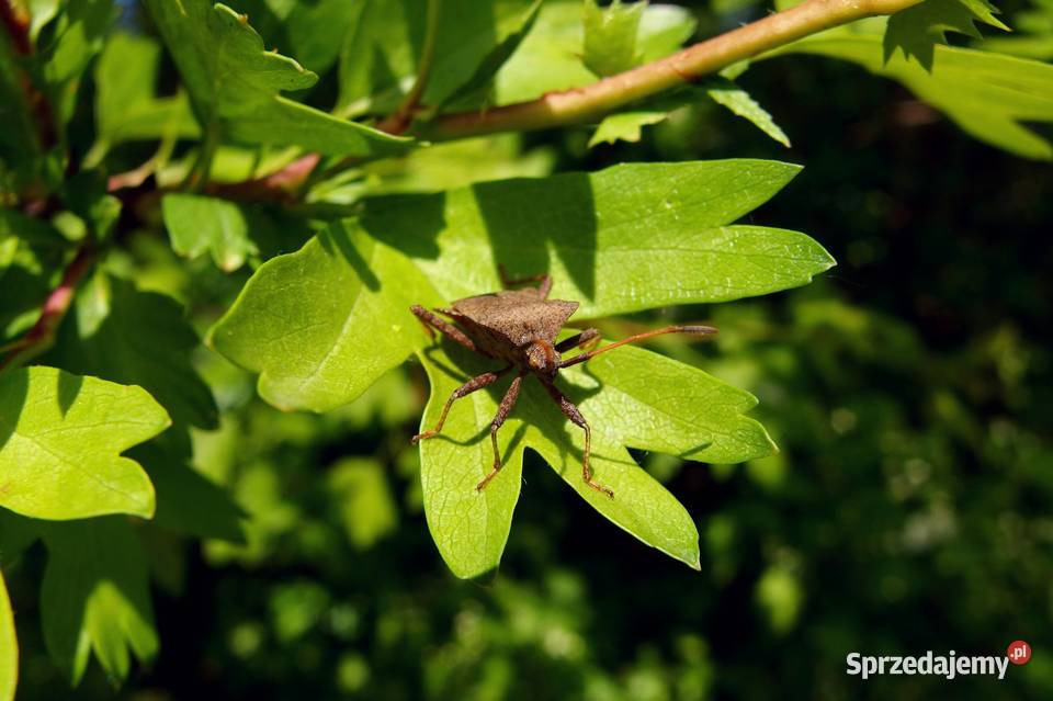 Olympus STYLUS XZ2 12 Mpixf18254x zoom łódzkie Pabianice