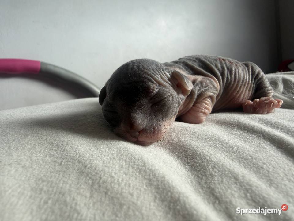 Kotki do rezerwacji odbiór Wielkanoc Łódź