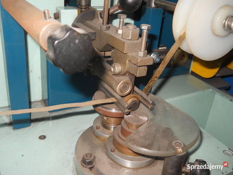 Złociarka brzegów Częstochowa