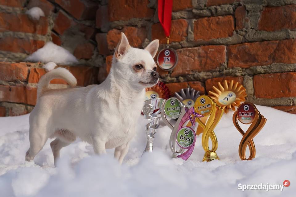PIESEK rodowód FCI Wwy Duży Dół