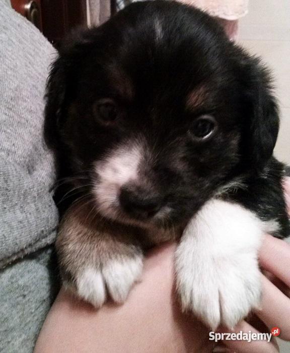 Szczeniaki beagle pół rasowe PODKARPACKIE Ruda Różaniecka