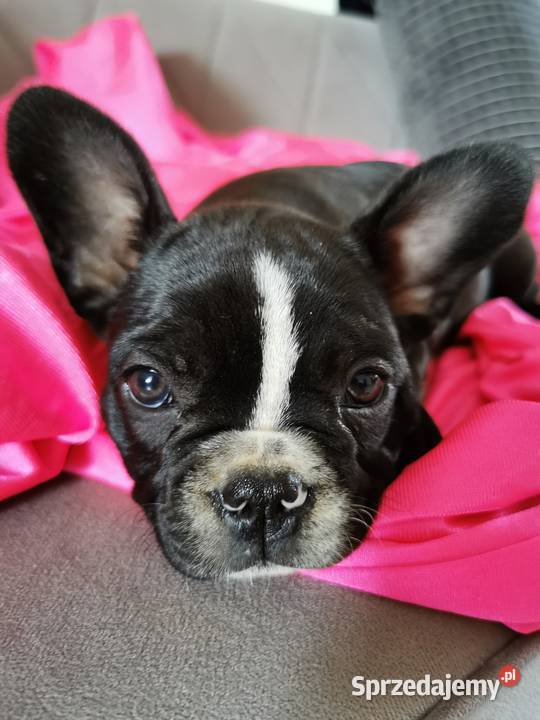 Buldog francuski Chełmno