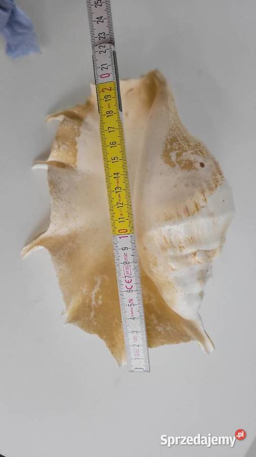 Duża muszla podlaskie Ciechanowiec sprzedam