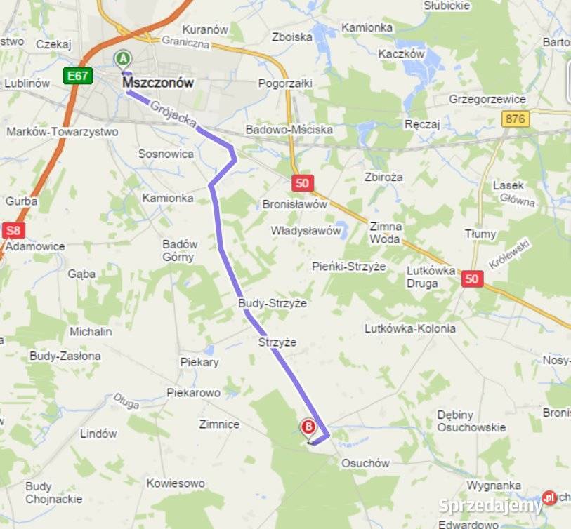 Dni otwarte na plantacji Mazowsze jodły świerki Osuchów sprzedam