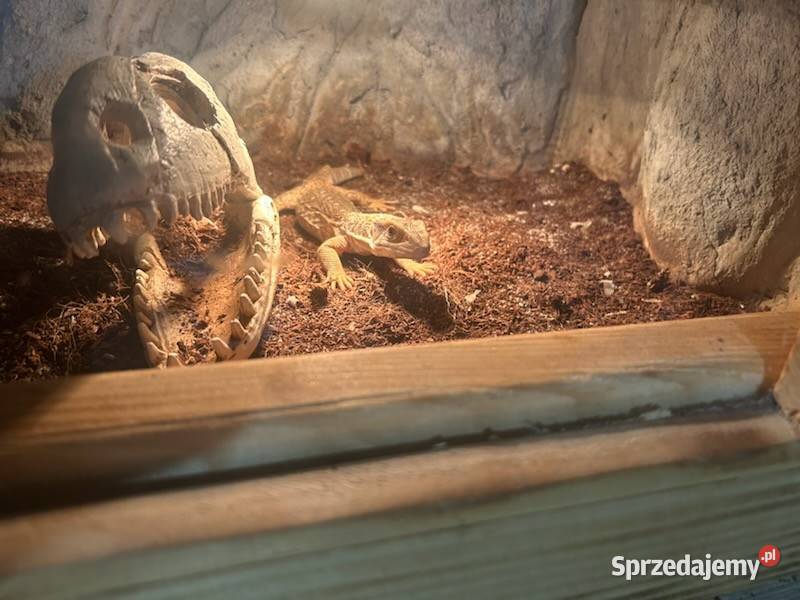 Waran Stepowy śląskie Ruda Śląska