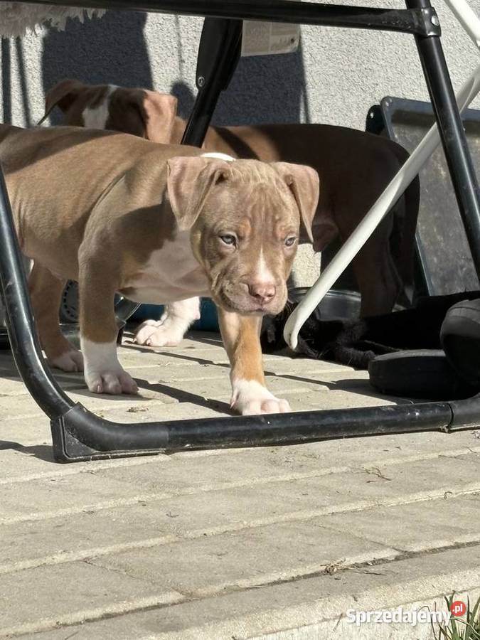 American bully xl szczeniak Pozostałe Czerlejno