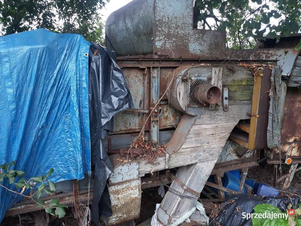 Warmianka wielkopolskie Chodzież