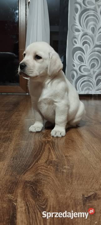 Pieski Labradory Retriever Biszkoptowe Tarnów