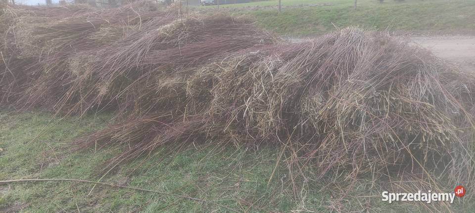 Wiklina Zielona podkarpackie