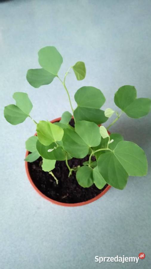 Eszeveria ciekawe sadzonki Warszawa