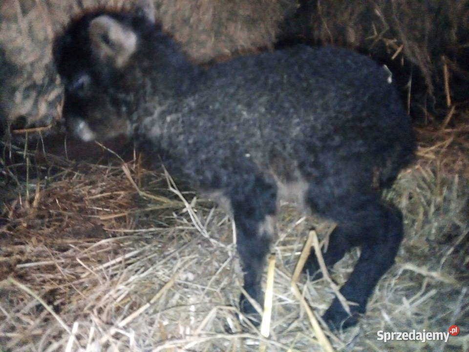 Owce wrzosówki i muflony Ełk