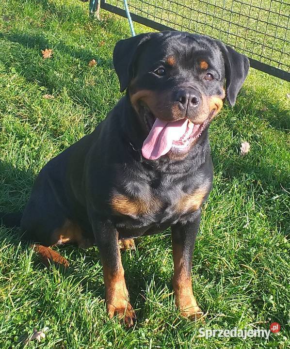Szczenie samiec ROTTWEILER ZKwPFCI