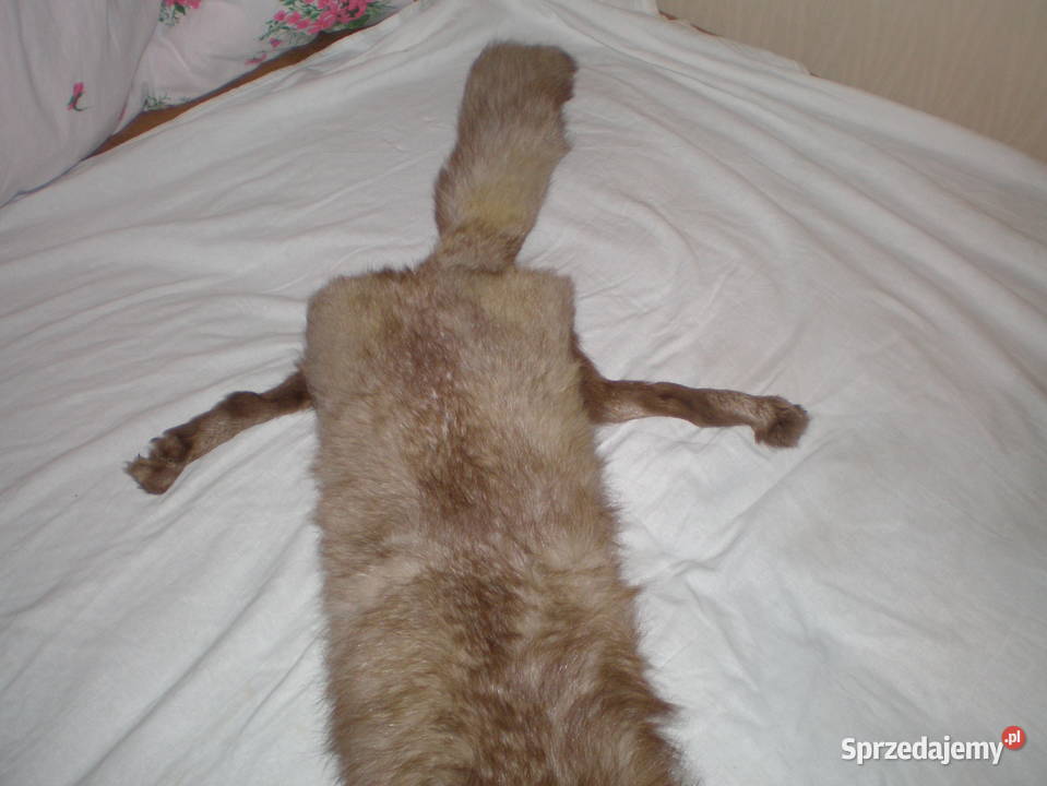 Sprzedam kołnierz z lisa używany stan Pozostałe śląskie Piekary Śląskie sprzedam