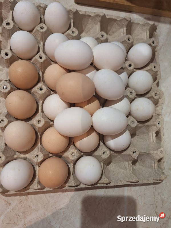 Jajka wiejskie eko kujawsko-pomorskie