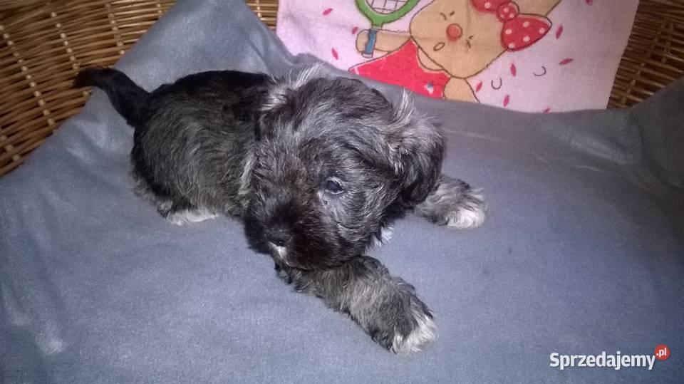 sznaucer miniaturowy szczenięta Sznaucer Lubień Kujawski