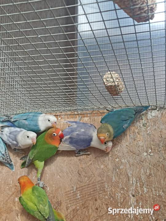 Nierozłączki fischera 2025 Albinów