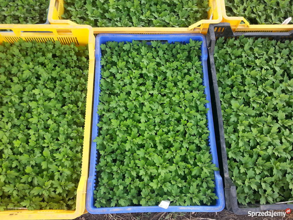 Sadzonki chryzantemy drobno keiatowe