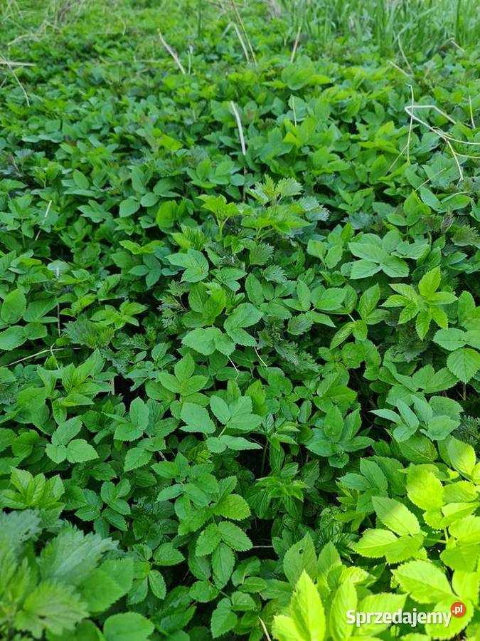 Podagrycznik liść mielony 30g reumatycznie Białystok