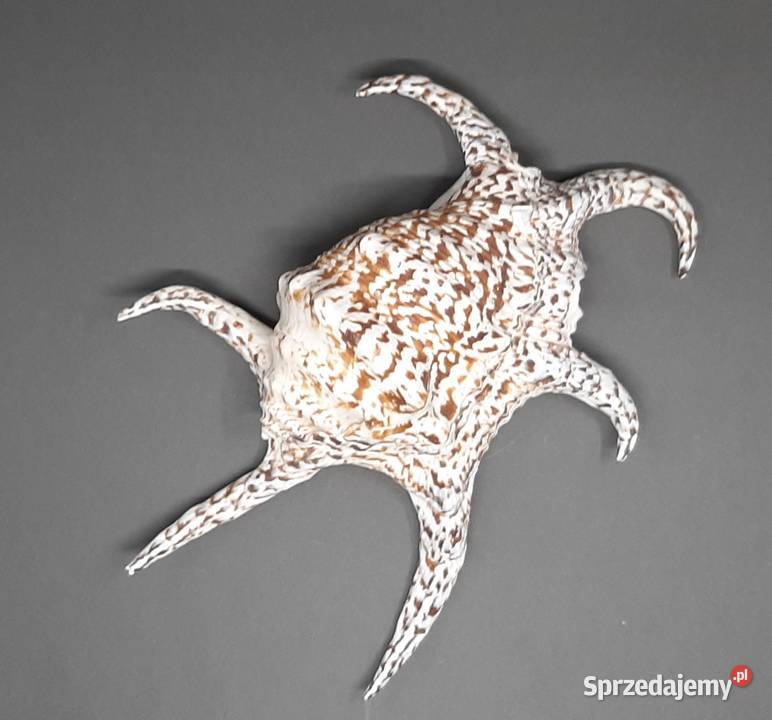 Muszla Szponiatka Duża lubelskie Lublin