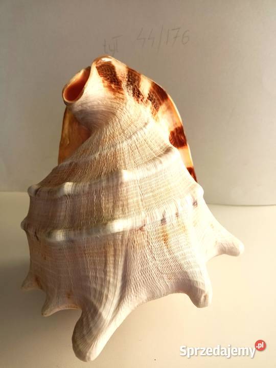 Muszla morska Cassis Cornuta duża 232019 Łódź