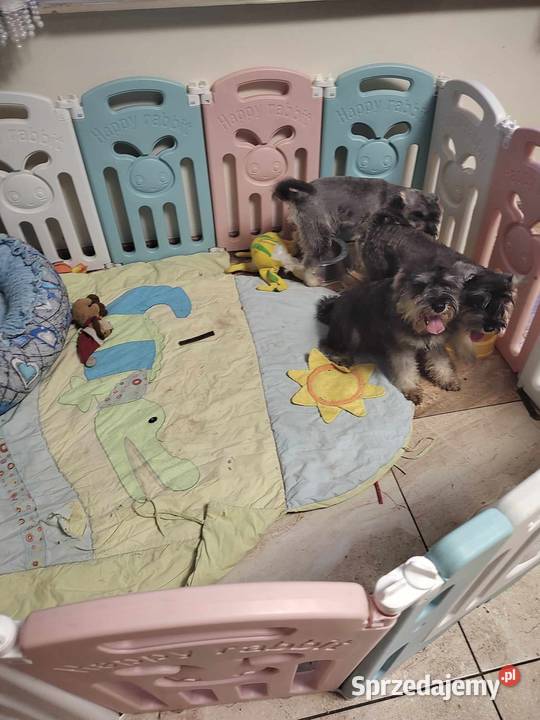 Sznaucer Miniatura rodowodowe szczenięta Radomsko