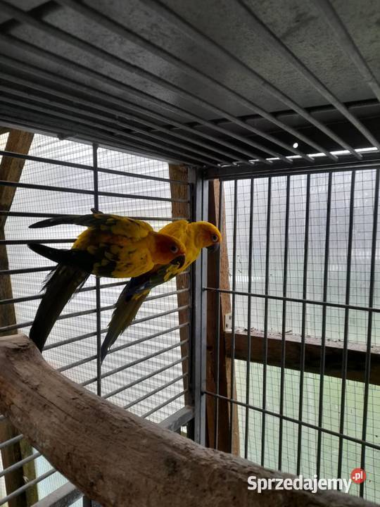 Konury Słoneczne Przesmyki