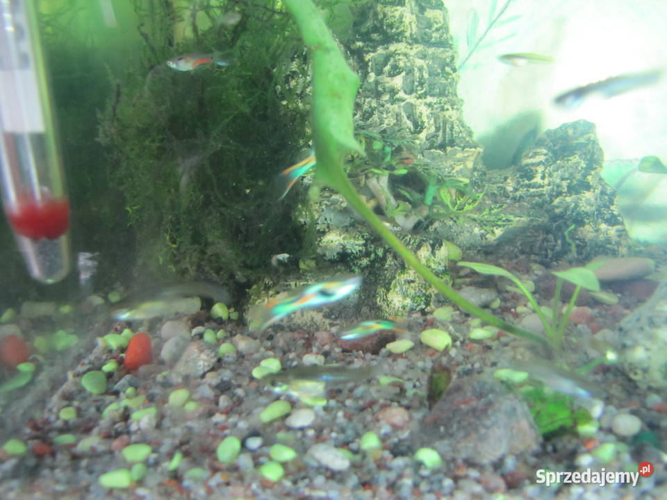 Akwarium z obsadą małe Toruń
